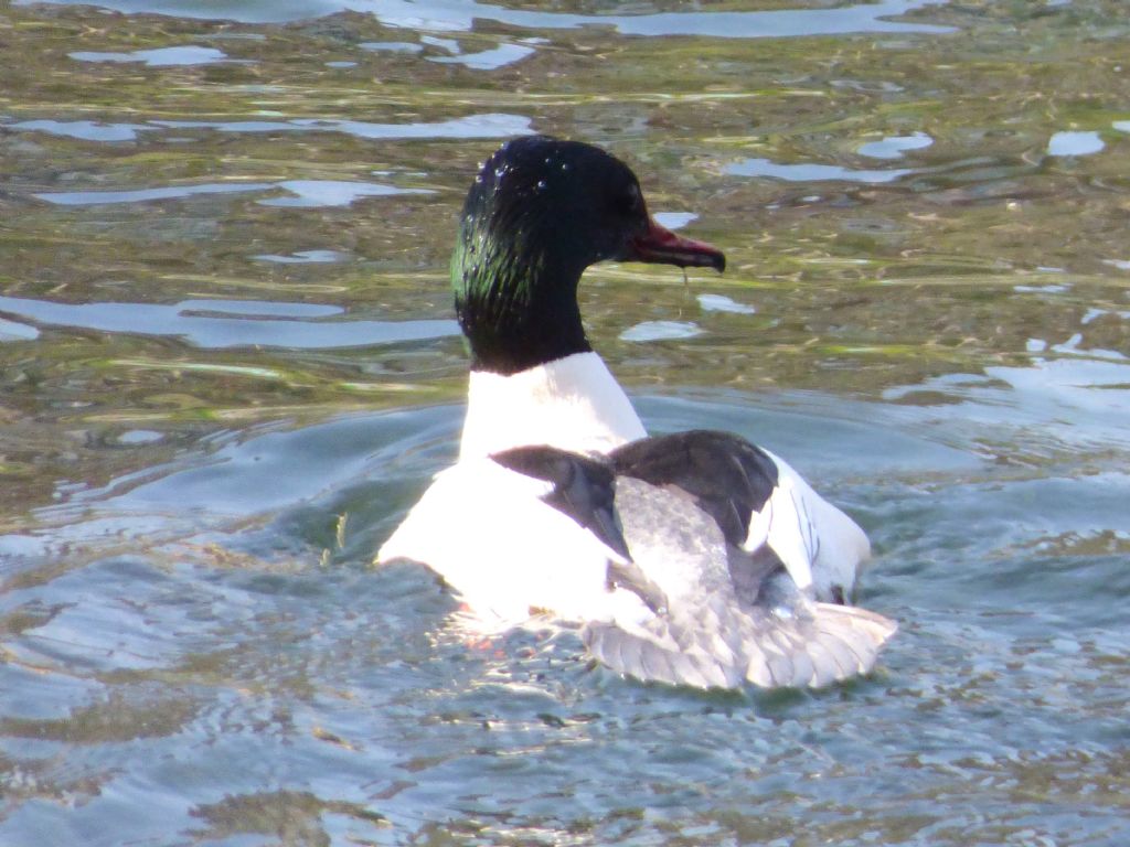 Smergo maggiore a Torino